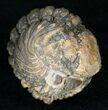 Bumpy, Enrolled Barrandeops (Phacops) Trilobite #11256-1